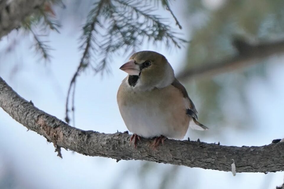 Европейскую птичку заметили в Якутии в феврале
