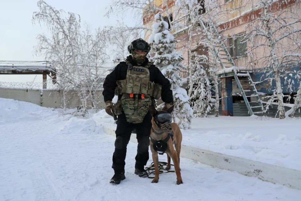 Овчарка Ястреб из Якутского ОМОНа участвует в фотоконкурсе служебных собак Росгвардии