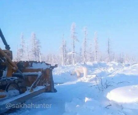 Названы причины появления белого медведя в Жиганском районе