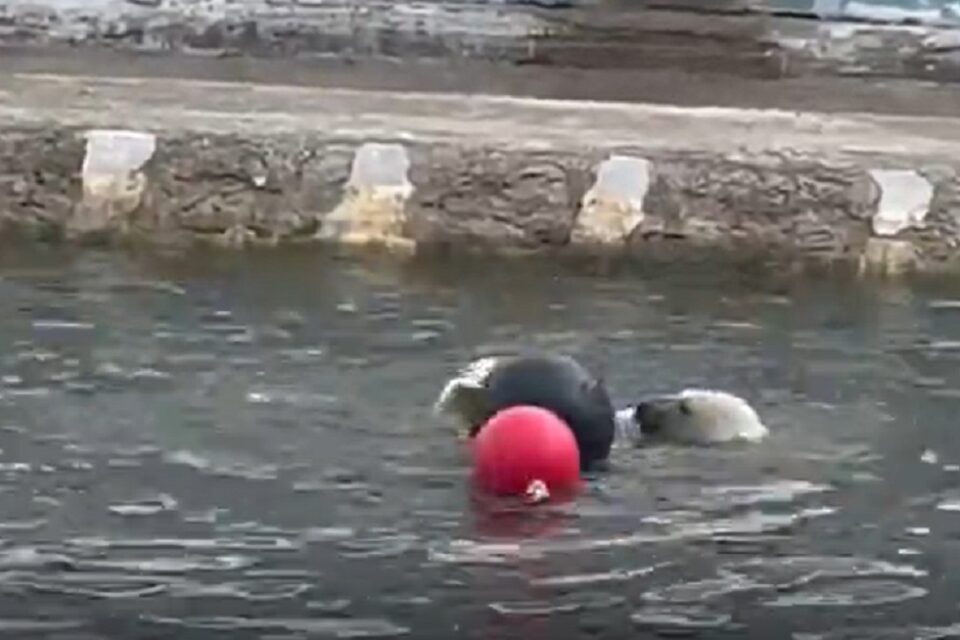 Игры медвежонка Яны с мячами в воде сняли на видео