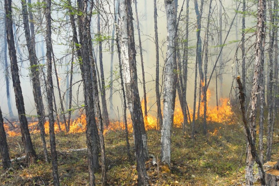Чрезвычайно высокая пожарная опасность ожидается в двух районах Якутии