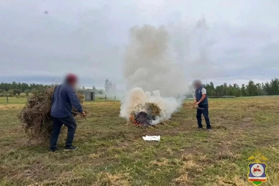 В Якутии уничтожили около 8 тонн дикорастущей конопли